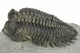 Detailed Coltraneia Trilobite Fossil - Huge Faceted Eyes #273801-1